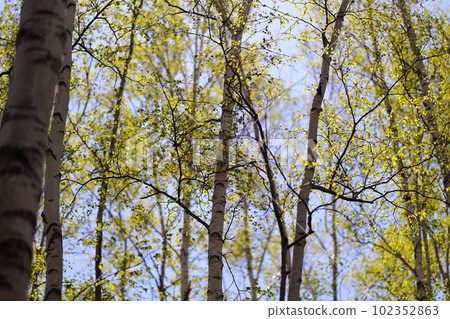 White birch in Sapporo White birch in Sapporo 102352863