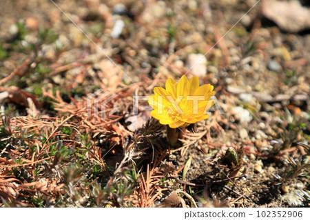 阿多尼斯花盛開 102352906