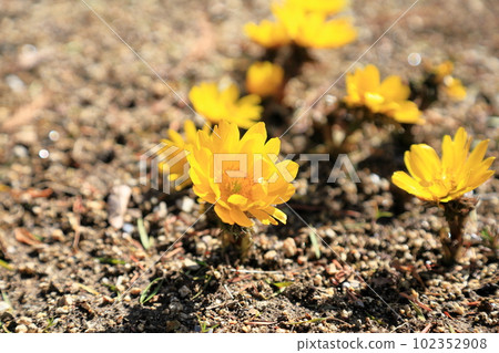 阿多尼斯花盛開 阿多尼斯花盛開 102352908