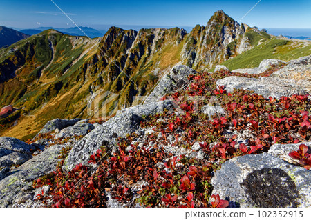 稻前山和法見山浦島杜鵑花的秋葉 102352915
