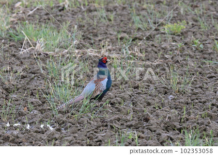 雉雞日本國鳥 102353058