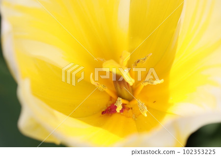 《花芯》鬱金香花芯 102353225