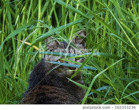 Pheasant tiger turning around in the grass 102353236