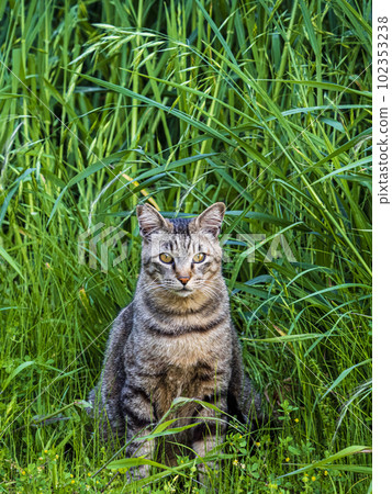野雞和虎貓合影 102353238