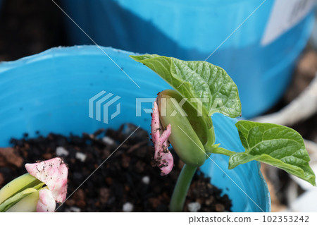 Bean seedlings 102353242