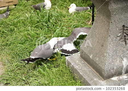 Kabushima Shrine, Japan's Strongest Spot for Fortune Kabushima Shrine, Japan's Strongest Spot for Fortune 102353268