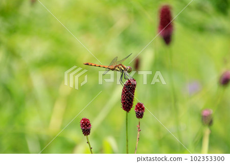 八幡原沼澤 102353300