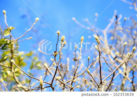 Shidekobushi 芽背景藍天 Shidekobushi 芽背景藍天 102353639
