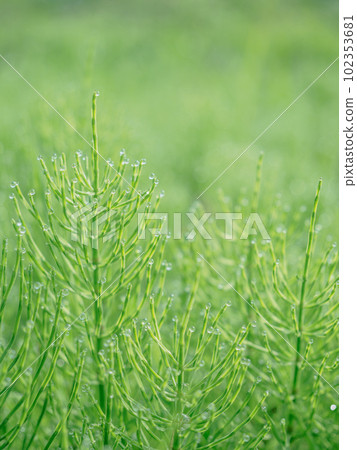 生態形象_帶晨露的馬尾風光 102353681