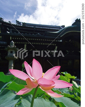 三室戶寺盛開的蓮花 三室戶寺盛開的蓮花 102353690