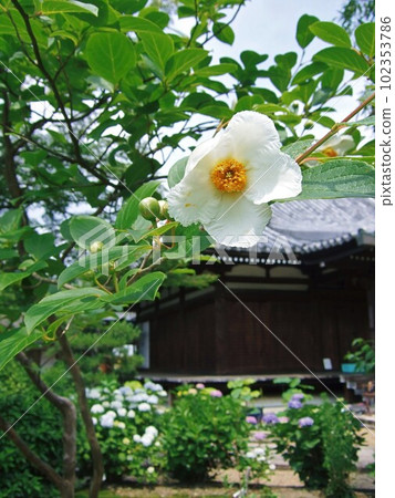 Myoshinji Torin-in 盛開的薩爾樹 102353786