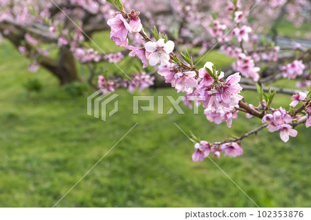 230420桃花z027 102353876