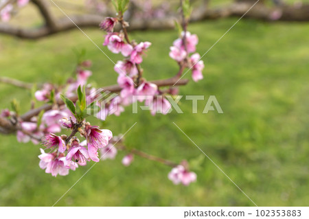 230420桃花z009 102353883