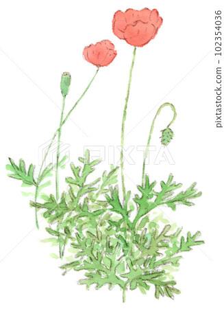 Watercolor illustration of orange corn poppy flowers blooming in spring field 102354036