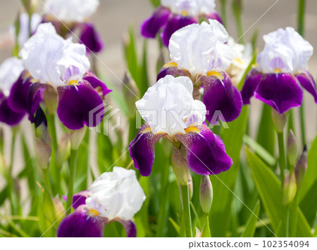花壇中華麗的德國鳶尾 102354094