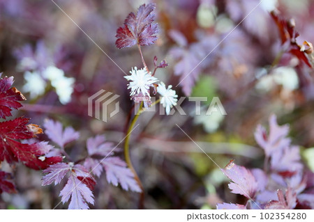 Seri bauren flowers Seri bauren flowers 102354280