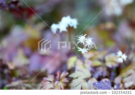 Seri bauren flowers Seri bauren flowers 102354281