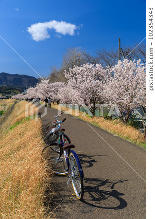 Kanagawa _ Scenery of cherry blossoms blooming in spring along the Kari River 102354343