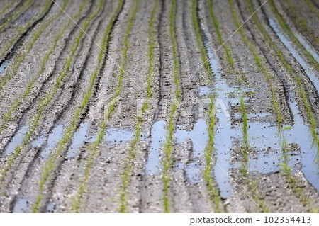 Rice field image Rice field image 102354413