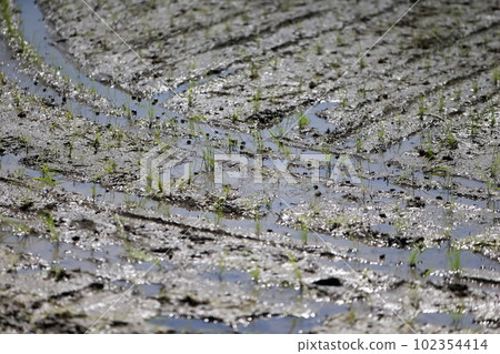 Rice field image Rice field image 102354414