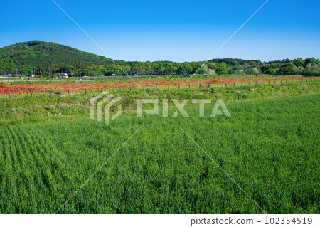 A poppy field along the Toki River, a landscape of fresh greenery, Arashiyama-cho 102354519