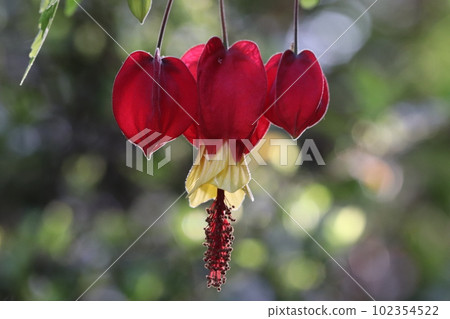 Ukitsuriboku，一朵掛在細碎花卉圖案上的花 102354522