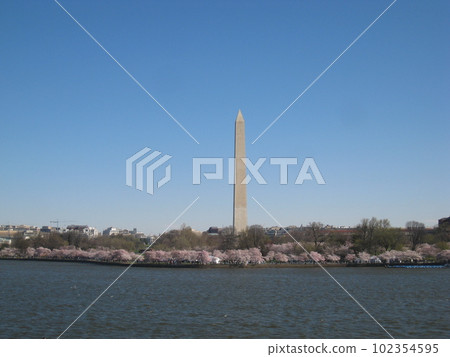 Washington Monument and cherry blossoms 102354595