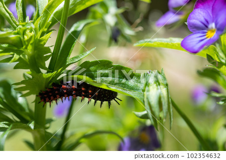Last-instar larvae of the black-tailed fritillary under a viola leaf Last-instar larvae of the black-tailed fritillary under a viola leaf 102354632