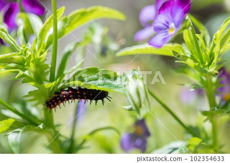 黑尾貝母的最後一齡幼蟲,在堇菜葉下拉動 黑尾貝母的最後一齡幼蟲,在堇菜葉下拉動 102354633
