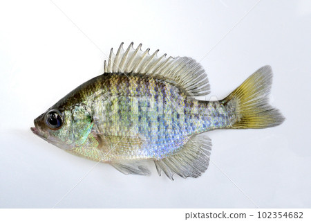 I caught a bluegill and took it with a white background I caught a bluegill and took it with a white background 102354682