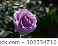 玫瑰	 102354710