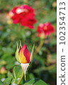 玫瑰花蕾 102354713