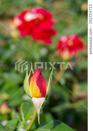 Rose bud 102354713