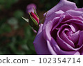玫瑰花蕾 102354714