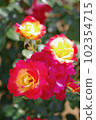 一朵紅玫瑰 102354715