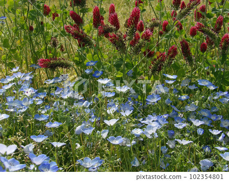 Nemophila in Shonai Ryokuchi Park Nemophila in Shonai Ryokuchi Park 102354801