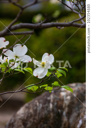 EOS5D. It seems to be dogwood in Hiroshima city. 102354880