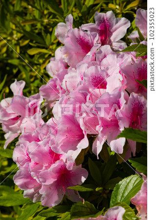 EOS5D. Hiroshima city, Satsuki, pale pink. EOS5D. Hiroshima city, Satsuki, pale pink. 102355023