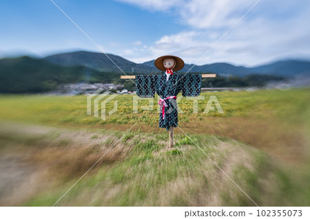 A scarecrow left in a rice paddy after rice harvesting 102355073