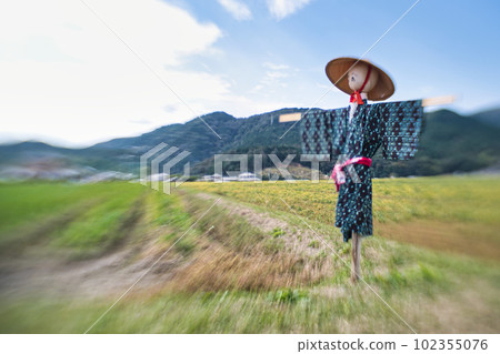 A scarecrow left in a rice paddy after rice harvesting A scarecrow left in a rice paddy after rice harvesting 102355076