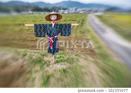A scarecrow left in a rice paddy after rice harvesting A scarecrow left in a rice paddy after rice harvesting 102355077
