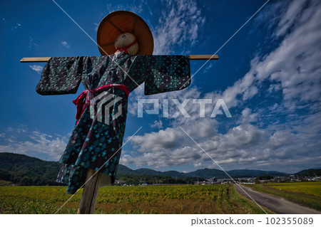 A scarecrow left in a rice paddy after rice harvesting A scarecrow left in a rice paddy after rice harvesting 102355089