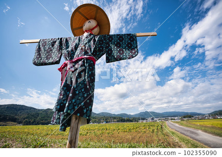 A scarecrow left in a rice paddy after rice harvesting A scarecrow left in a rice paddy after rice harvesting 102355090