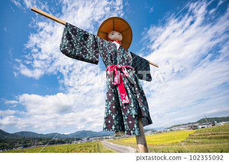 A scarecrow left in a rice paddy after rice harvesting A scarecrow left in a rice paddy after rice harvesting 102355092