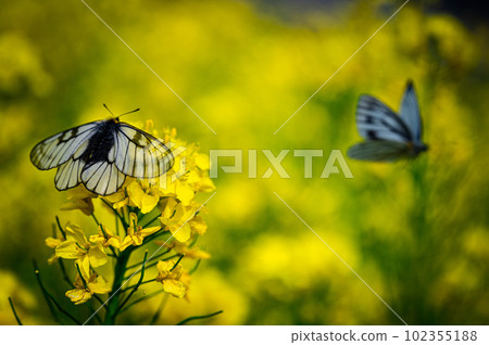 Butterflies in the field of rapeseed 102355188