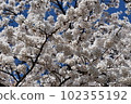 Cherry tree in full bloom  102355192