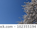 Cherry blossoms in full bloom and blue sky 102355194