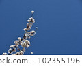  Cherry blossoms and blue sky 102355196