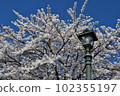 Sakura and street light 102355197
