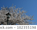 Sakura and street light 102355198